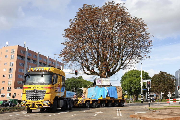 Nederhoff verplaatst kastanje met ModulMAX