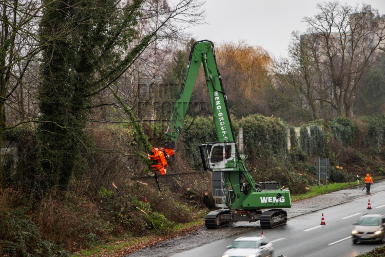 Bomen kappen is hun beroep